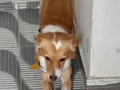 Cachorro raça SRD-ViraLata idade 2 anos nome Luck