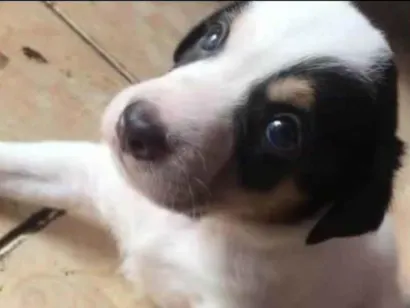 Cachorro raça SRD-ViraLata idade 2 a 6 meses nome Dog, Fred e lup