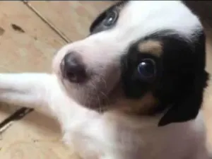 Cachorro raça SRD-ViraLata idade 2 a 6 meses nome Dog, Fred e lup
