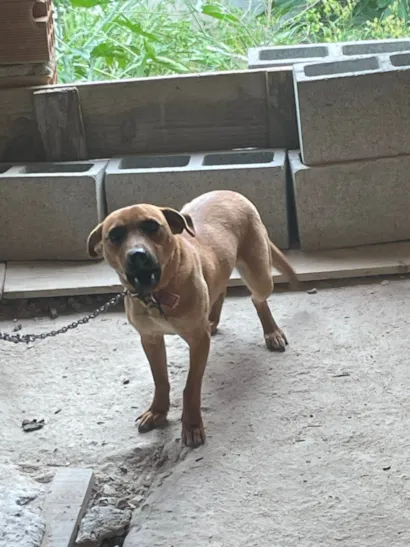 Cachorro raça SRD-ViraLata idade 1 ano nome Sky