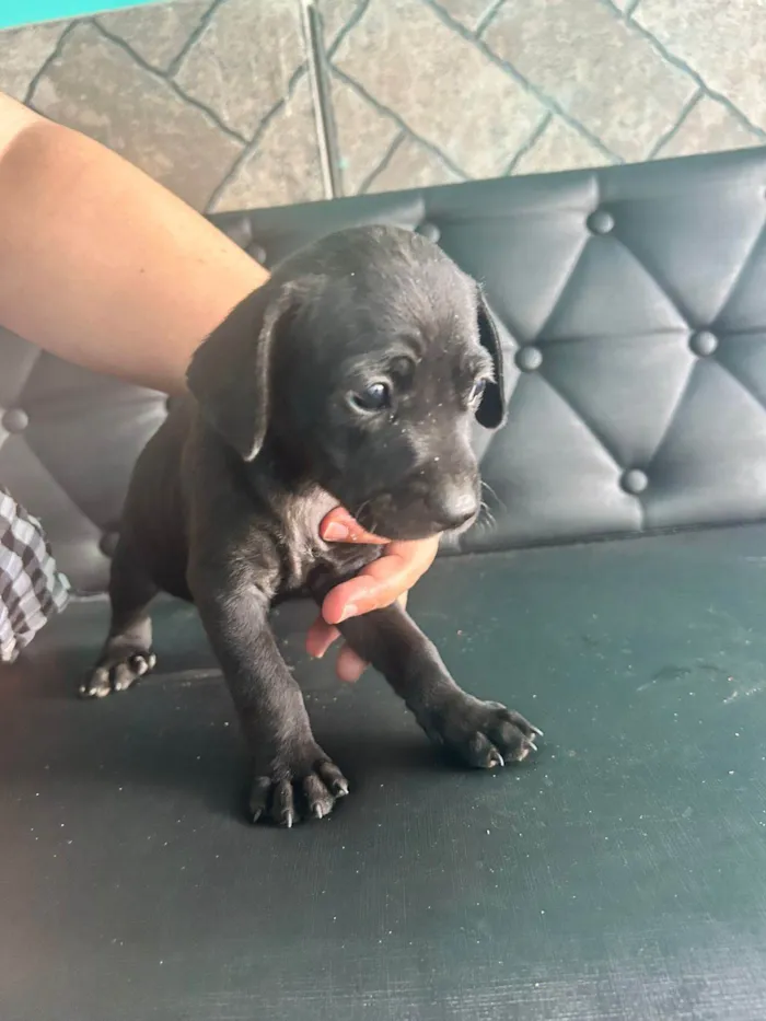 Cachorro raça SRD-ViraLata idade Abaixo de 2 meses nome Bebê macho