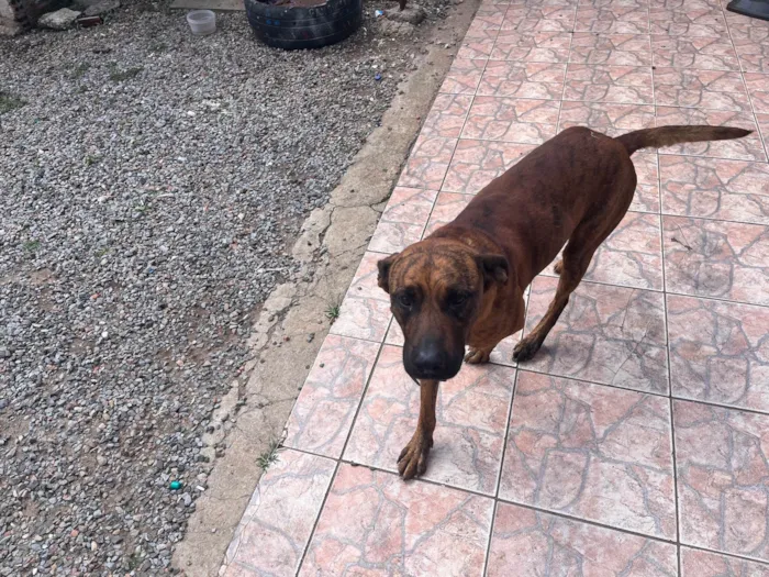 Cachorro raça Fila idade 3 anos nome Tigrão