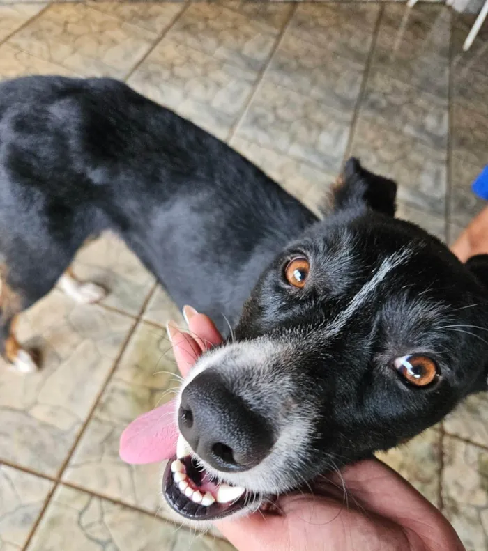 Cachorro raça SRD-ViraLata idade 5 anos nome TOY