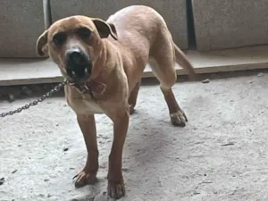 Cachorro raça SRD-ViraLata idade 1 ano nome Sky