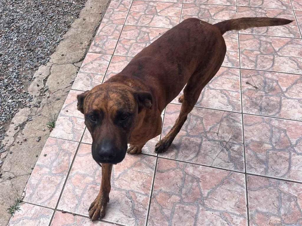 Cachorro raça Fila idade 3 anos nome Tigrão