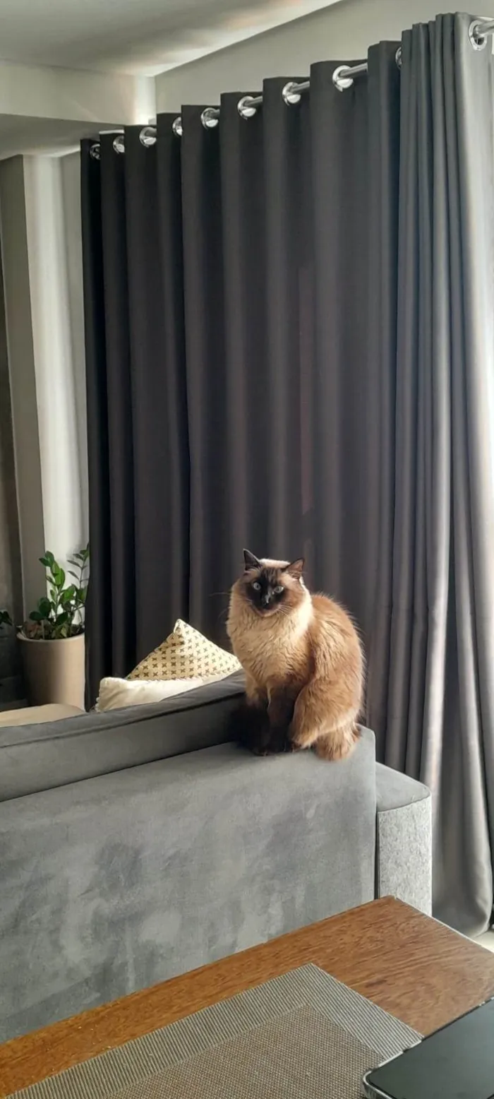 Gato raça Siamês idade 5 anos nome Lino