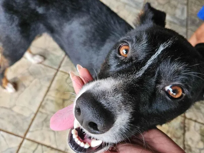 Cachorro raça SRD-ViraLata idade 5 anos nome TOY