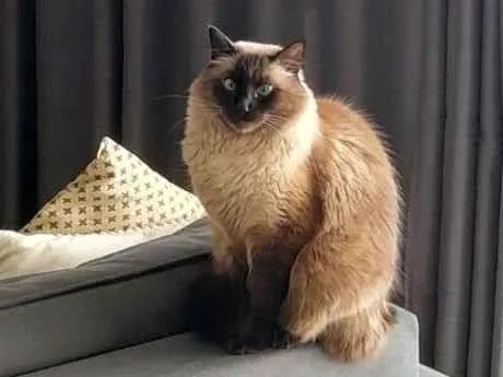 Gato raça Siamês idade 5 anos nome Lino