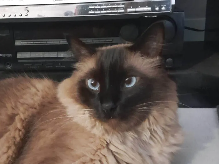 Gato raça Siamês idade 5 anos nome Lino