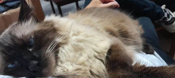 Gato raça Siamês idade 5 anos nome Lino