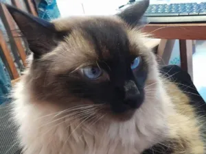 Gato raça Siamês idade 5 anos nome Lino