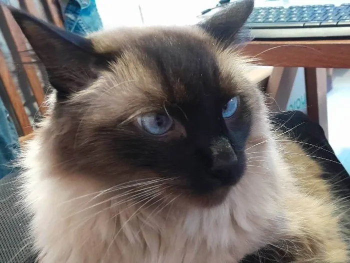 Gato raça Siamês idade 5 anos nome Lino