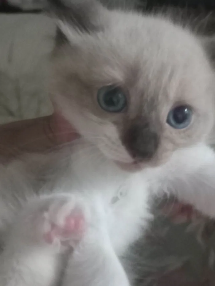 Gato raça Siamês idade 2 a 6 meses nome Livia , lian , lorena