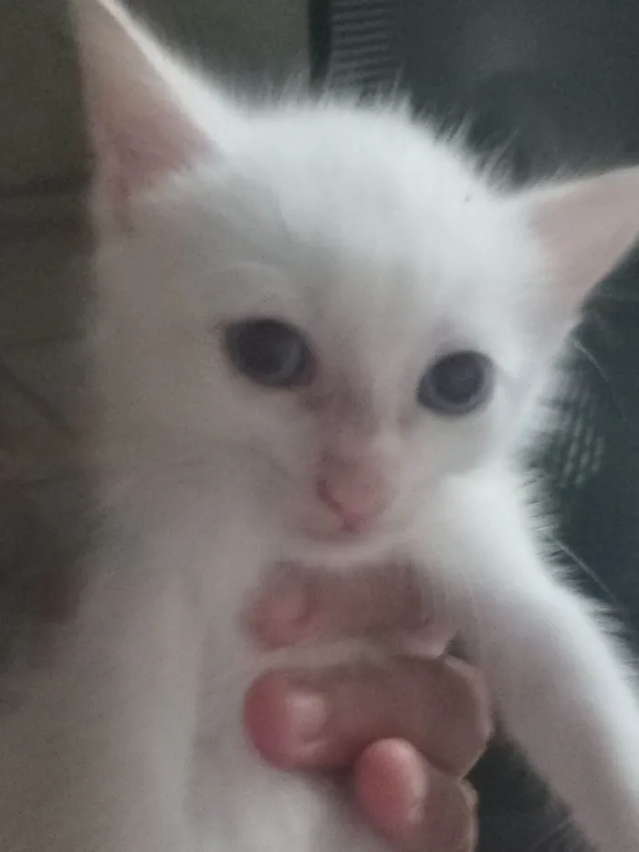 Gato raça Siamês idade 2 a 6 meses nome Livia , lian , lorena