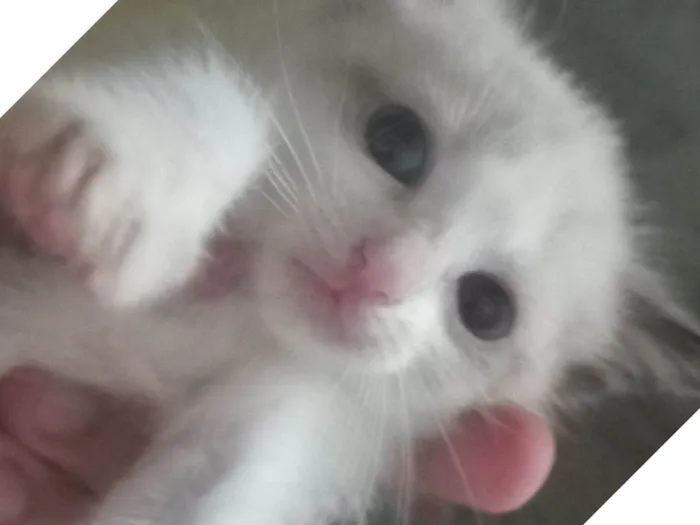 Gato raça Siamês idade 2 a 6 meses nome Livia , lian , lorena