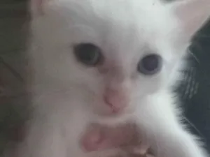 Gato raça Siamês idade 2 a 6 meses nome Livia , lian , lorena