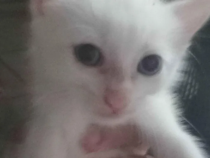 Gato raça Siamês idade 2 a 6 meses nome Livia , lian , lorena