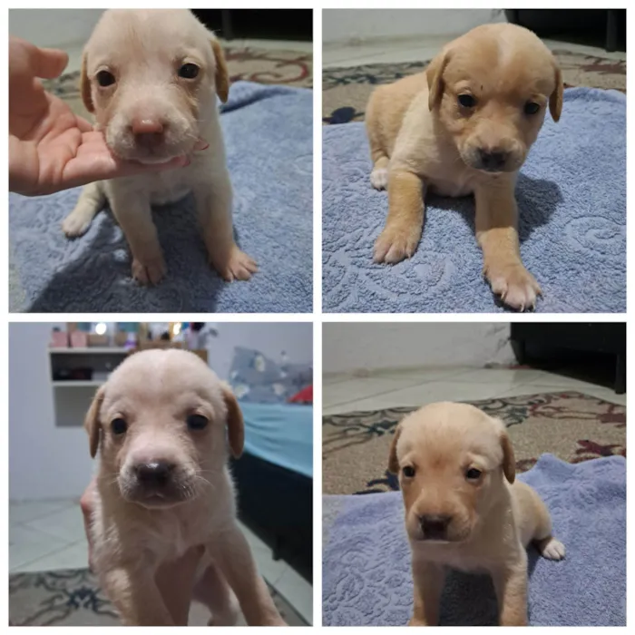Cachorro raça SRD-ViraLata idade 7 a 11 meses nome Filhotes