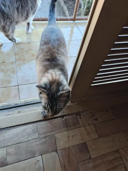 Gato raça SRD-ViraLata idade 6 ou mais anos nome Uno 