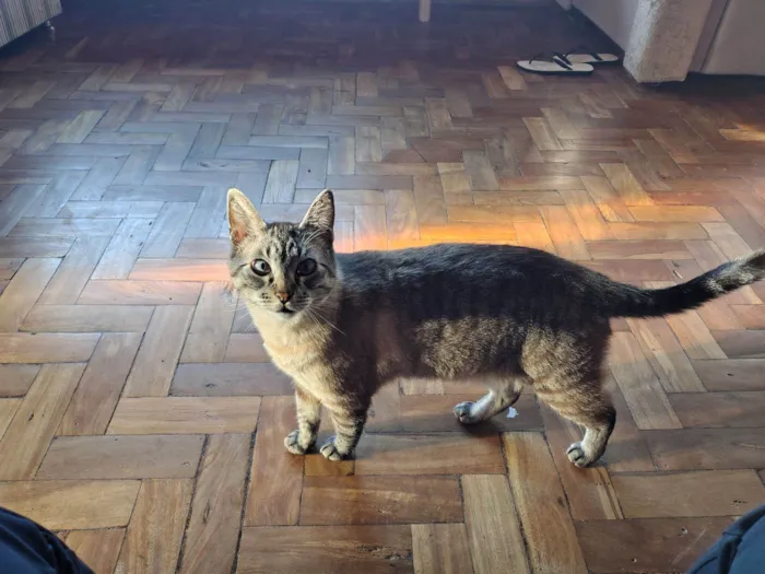 Gato raça SRD-ViraLata idade 6 ou mais anos nome Uno 