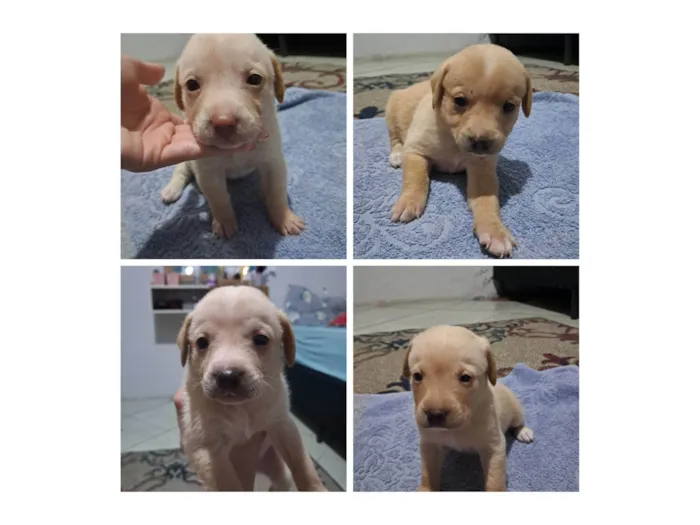 Cachorro raça SRD-ViraLata idade 7 a 11 meses nome Filhotes