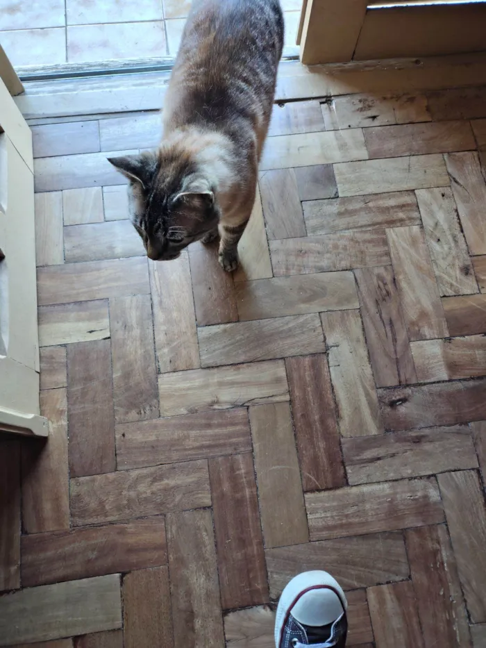 Gato raça SRD-ViraLata idade 6 ou mais anos nome Uno