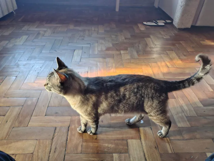 Gato raça SRD-ViraLata idade 6 ou mais anos nome Uno