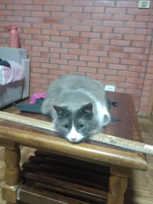 Gato raça SRD-ViraLata idade 6 ou mais anos nome Três 