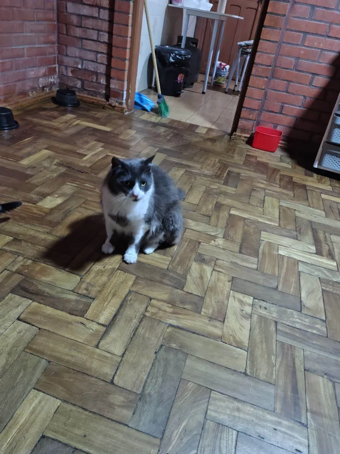 Gato raça SRD-ViraLata idade 6 ou mais anos nome Três 