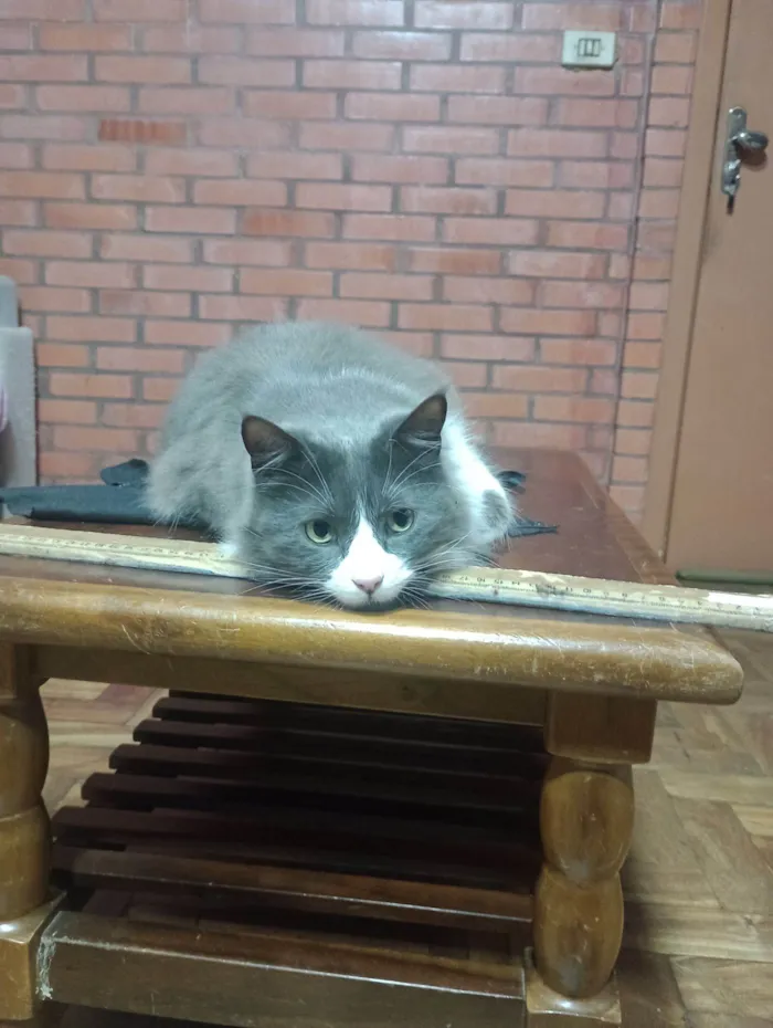 Gato raça SRD-ViraLata idade 6 ou mais anos nome Três 