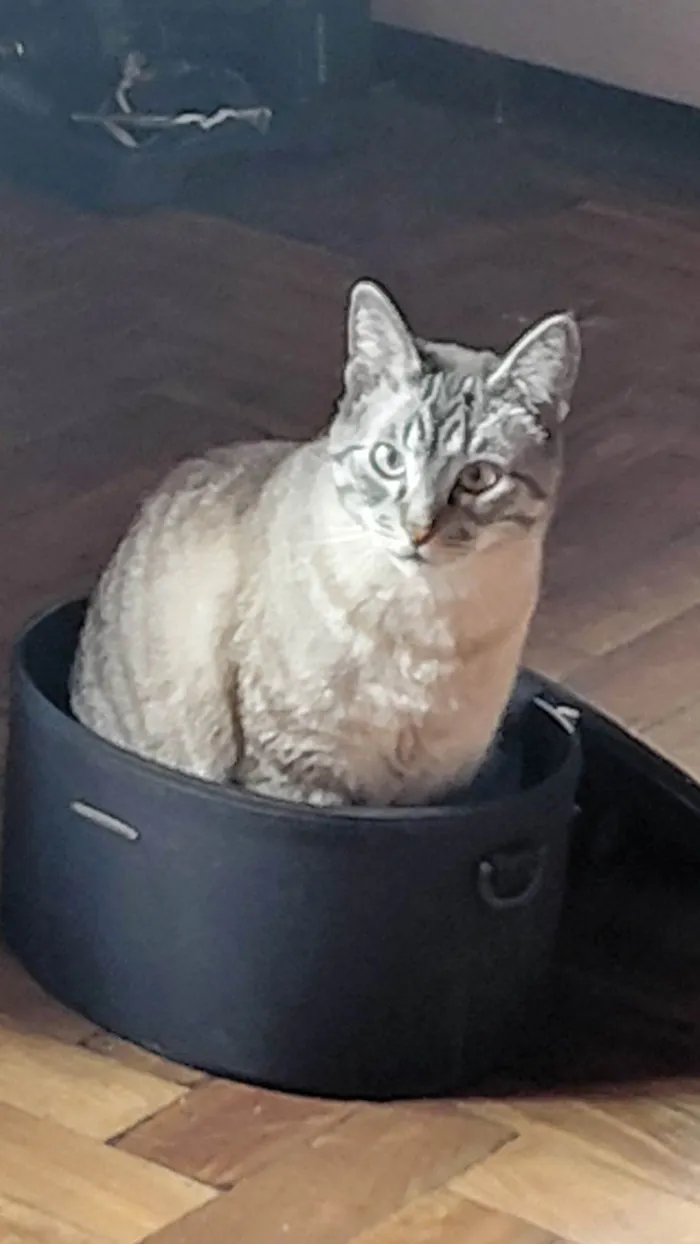 Gato raça SRD-ViraLata idade 6 ou mais anos nome Uno