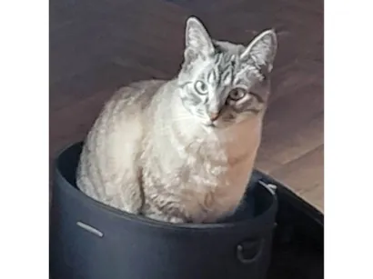 Gato raça SRD-ViraLata idade 6 ou mais anos nome Uno