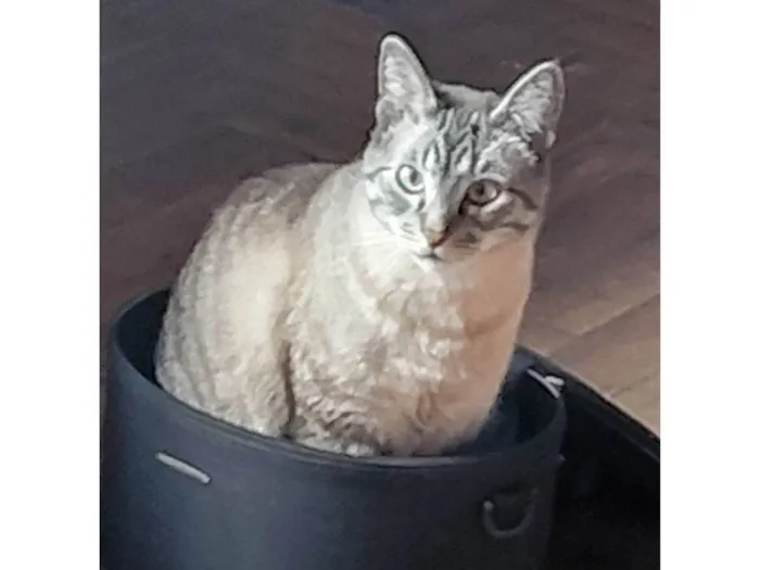 Gato raça SRD-ViraLata idade 6 ou mais anos nome Uno