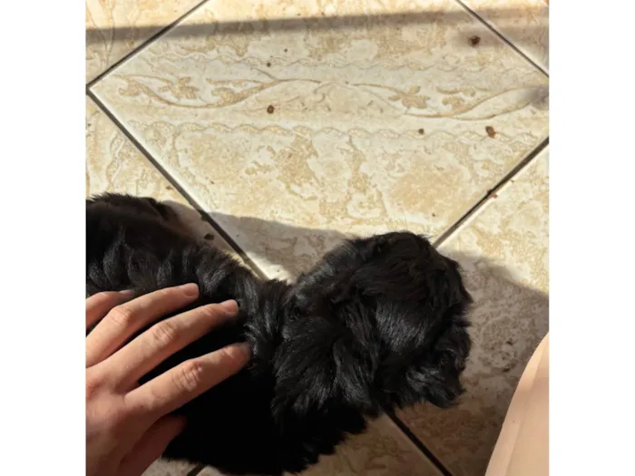 Cachorro raça SRD-ViraLata idade 2 a 6 meses nome Neguinho 