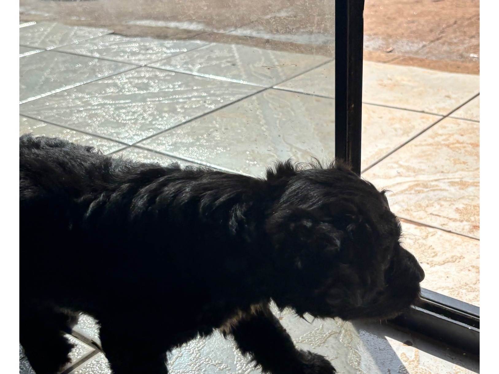 Cachorro raça SRD-ViraLata idade 2 a 6 meses nome Neguinho 