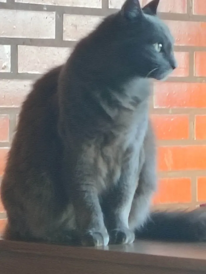 Gato raça SRD-ViraLata idade 6 ou mais anos nome Duas 