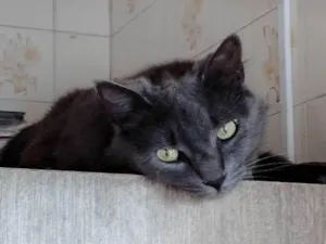 Gato raça SRD-ViraLata idade 6 ou mais anos nome Duas 