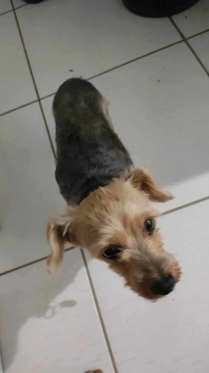 Cachorro raça Yorkshire idade 6 ou mais anos nome Nescau 