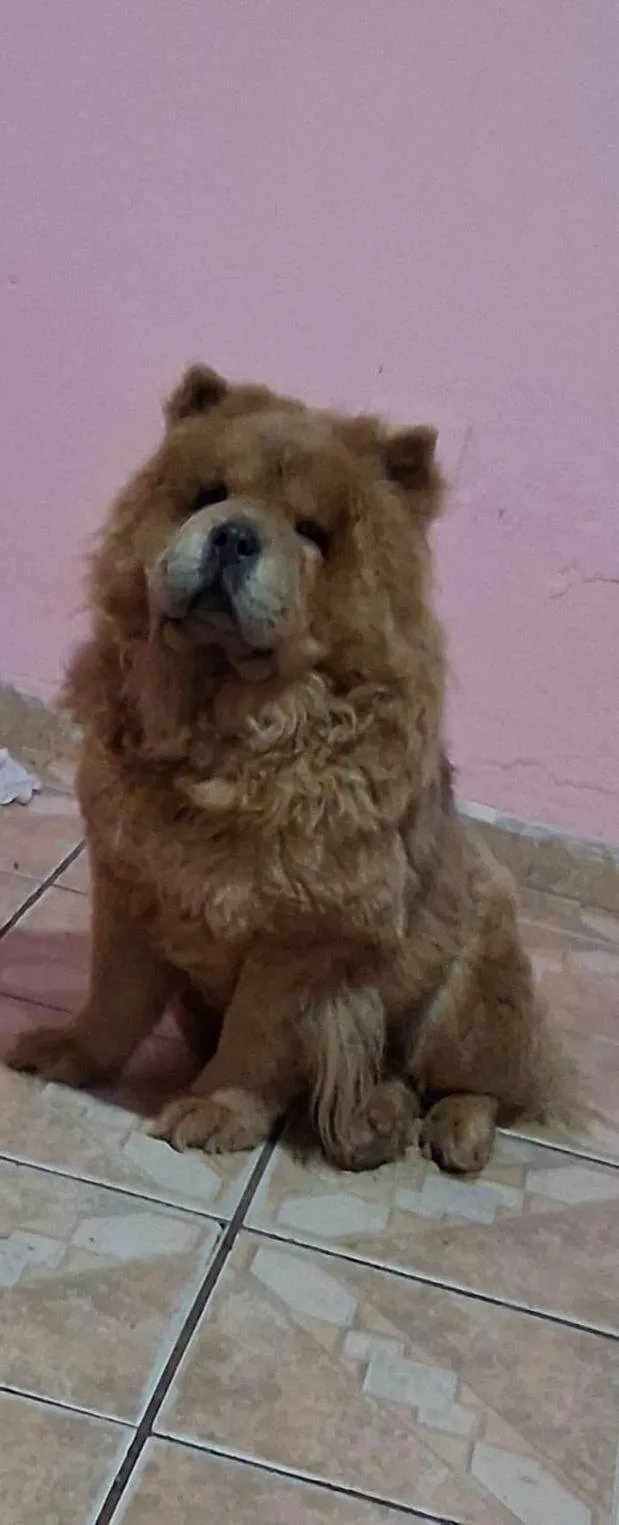 Cachorro raça Chow Chow idade 4 anos nome July
