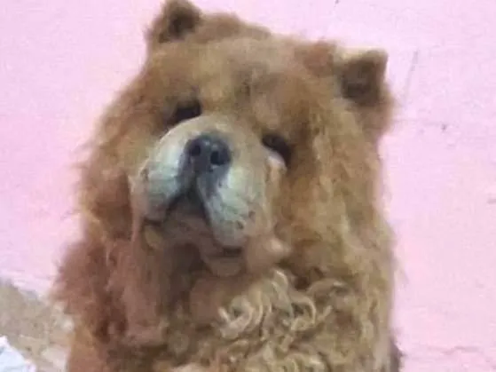 Cachorro raça Chow Chow idade 4 anos nome July