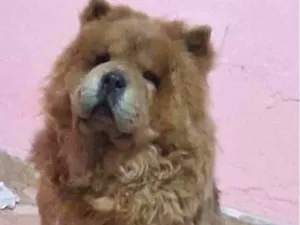 Cachorro raça Chow Chow idade 4 anos nome July