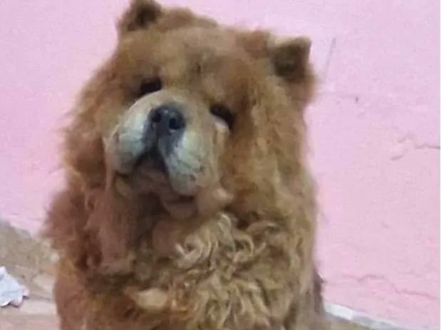 Cachorro raça Chow Chow idade 4 anos nome July