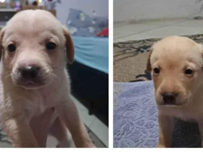 Cachorro raça SRD-ViraLata idade 7 a 11 meses nome Filhotes
