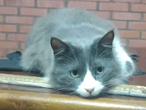 Gato raça SRD-ViraLata idade 6 ou mais anos nome Três 