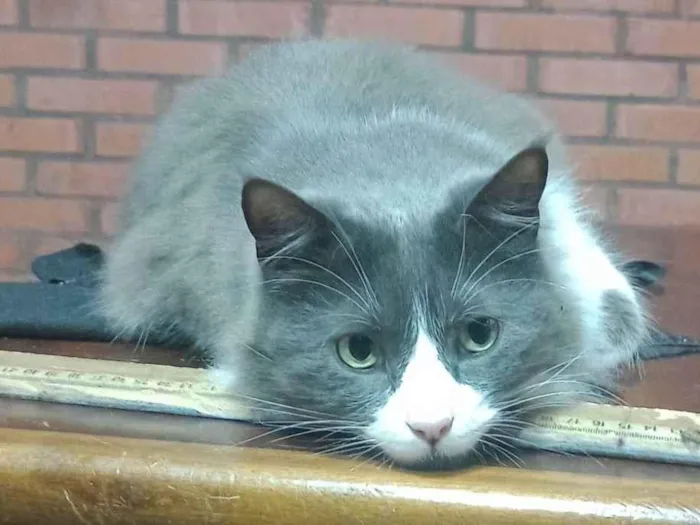 Gato raça SRD-ViraLata idade 6 ou mais anos nome Três 