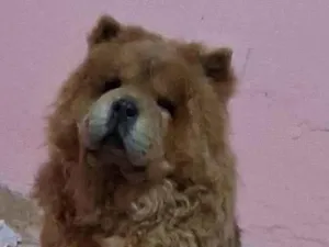 Cachorro raça Chow Chow idade 4 anos nome July
