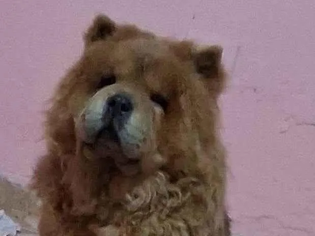 Cachorro raça Chow Chow idade 4 anos nome July