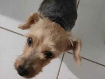 Cachorro raça Yorkshire idade 6 ou mais anos nome Nescau 