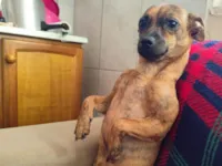 Cachorro raça SRD-ViraLata idade 7 a 11 meses nome Sol