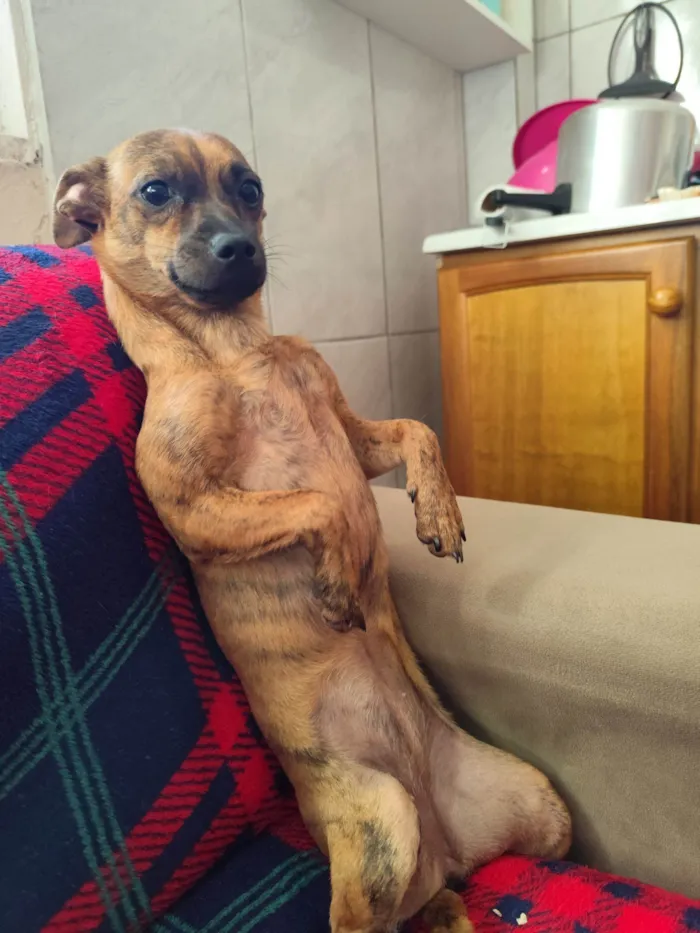 Cachorro raça SRD-ViraLata idade 2 a 6 meses nome Sol